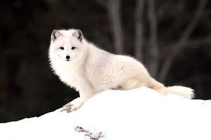 Meet your Posher, Winter